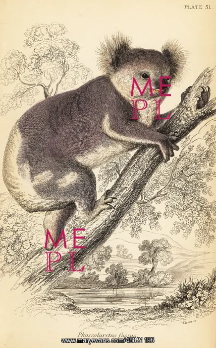 : Koala, Phascolarctos cinereus : Koala, Phascolarctos cinereus