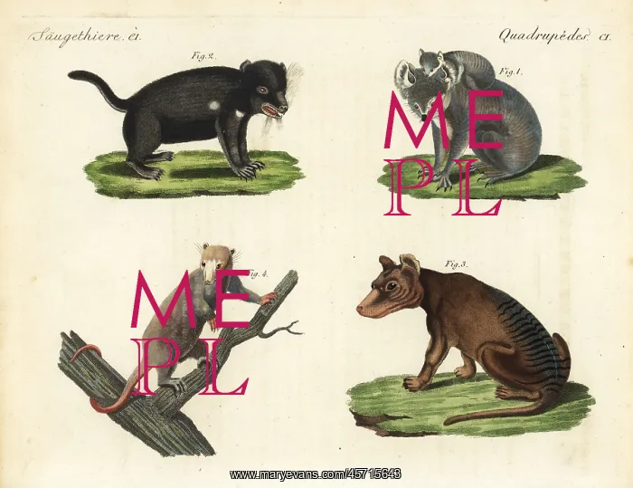 : Koala, Tasmanian devil, thylacine and white phalanger : Koala, Tasmanian devil, thylacine and white phalanger