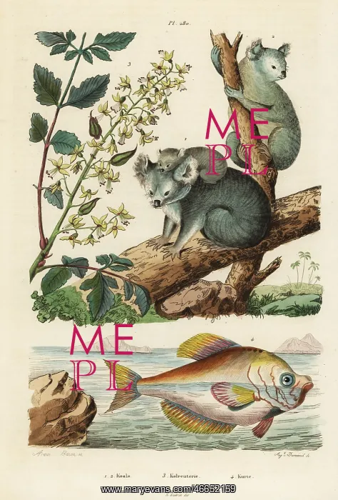 : Koala, varnish tree and Indian humphead : Koala, varnish tree and Indian humphead
