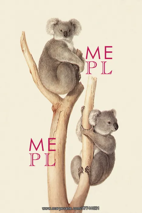  : Koalas, Pharcolarctos Cinereus