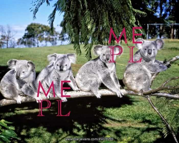 : Four Koalas Sitting on Branch, Australia : Four Koalas Sitting on Branch, Australia