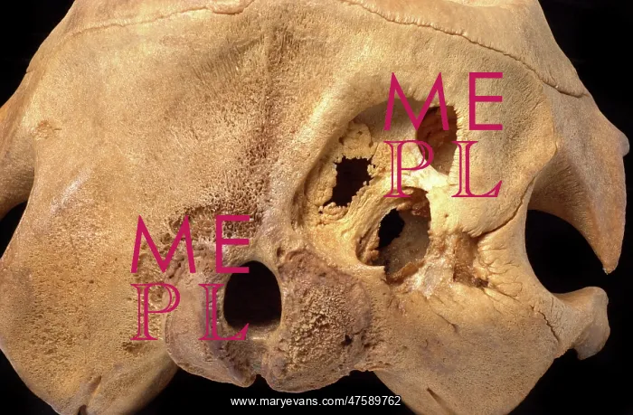  : Kogia breviceps, pygmy sperm whale
