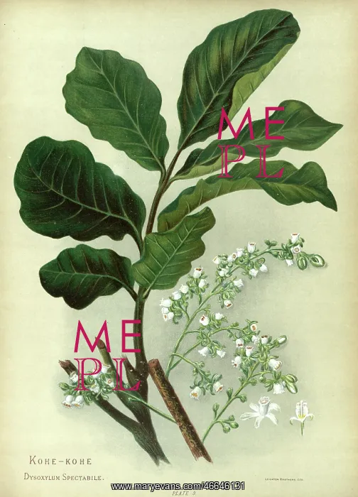 : Kohe-Kohe or Dysoxylum Spectabile : Kohe-Kohe or Dysoxylum Spectabile