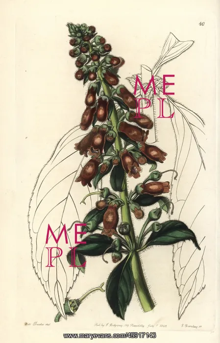 : Kohleria spicata : Kohleria spicata
