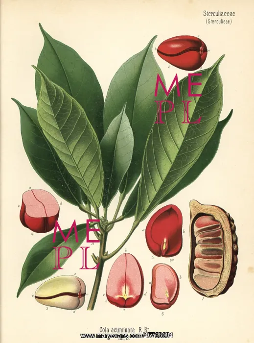 : Kola nut or kola tree, Cola acuminata : Kola nut or kola tree, Cola acuminata