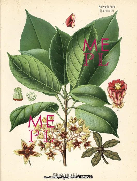 : Kola nut or kola tree, Cola acuminata : Kola nut or kola tree, Cola acuminata