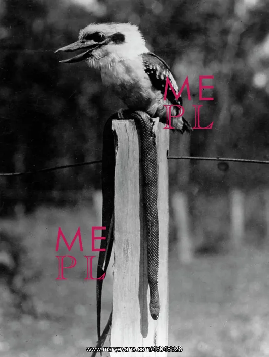: Kookaburra : Kookaburra