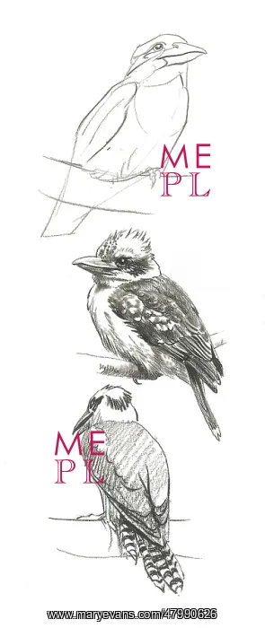  : Kookaburra