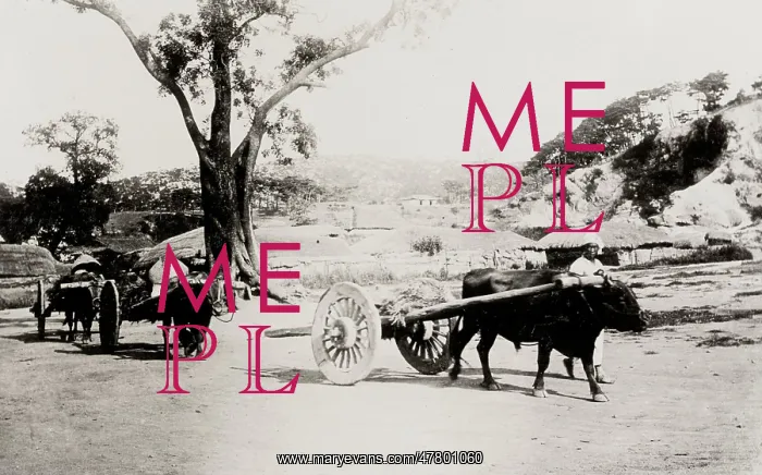  : Korea: farm carts