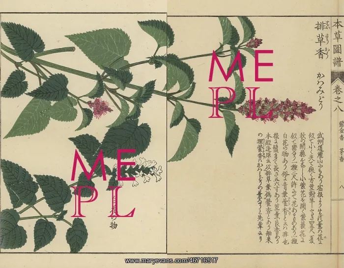 : Korean mint and anise hyssop : Korean mint and anise hyssop