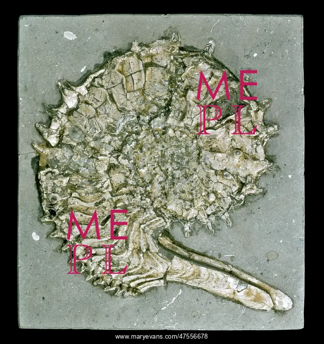  : Kosmoceras acutistriatum, ammonite