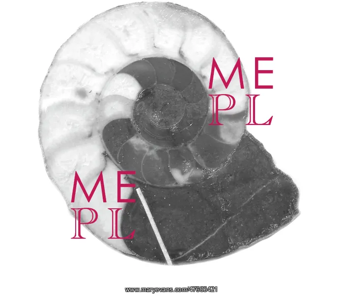 : Kosmoclymenia undulata, ammonoid : Kosmoclymenia undulata, ammonoid