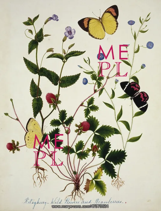 : Kotagherry Wild Flowers & Strawberries : Kotagherry Wild Flowers & Strawberries