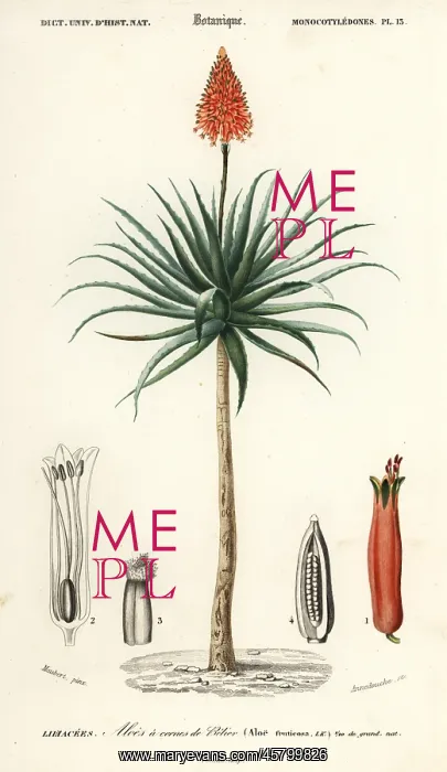 : Krantz aloe, Aloe arborescens : Krantz aloe, Aloe arborescens