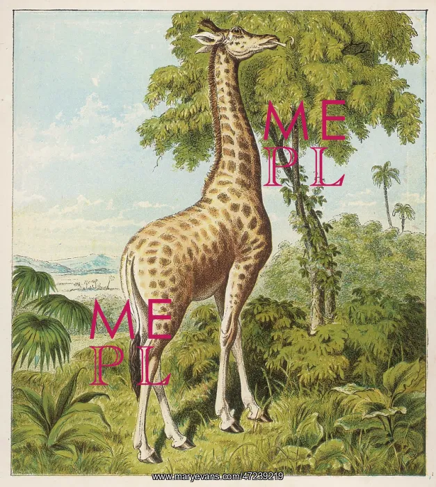  : KRONHEIM  /  GIRAFFE