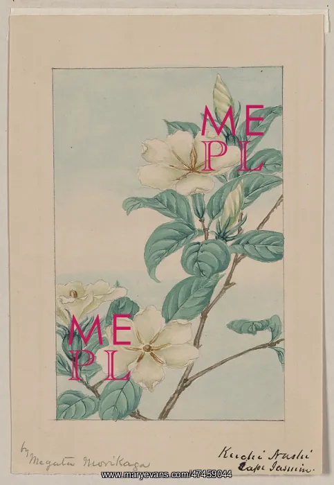 : Kuchi nashi - cape jasmine : Kuchi nashi - cape jasmine