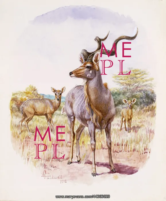 : Kudu, 1898 : Kudu, 1898