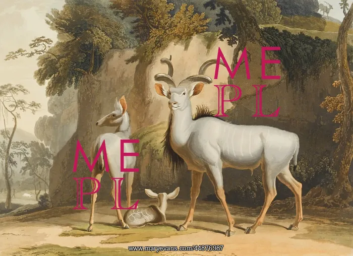 : Kudu : Kudu