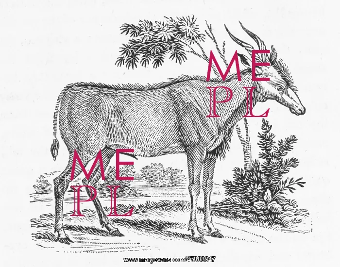 : KUDU (BEWICK) : KUDU (BEWICK)
