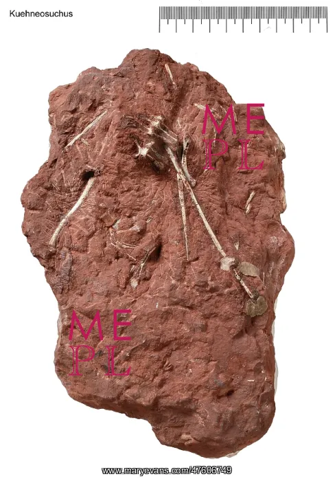 : Kuehneosuchus : Kuehneosuchus