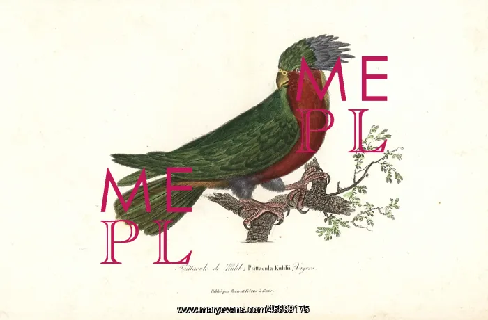 : Kuhl's lorikeet, Vini kuhlii (endangered) : Kuhl's lorikeet, Vini kuhlii (endangered)