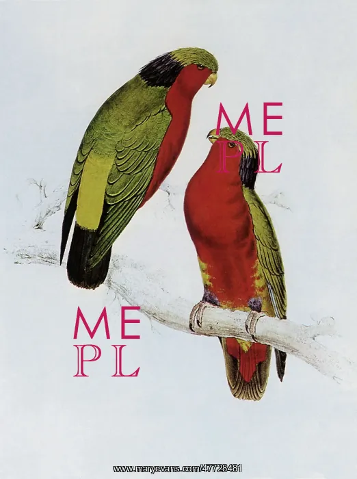 : Kuhl's Ruffed Lory, Vini kuhlii : Kuhl's Ruffed Lory, Vini kuhlii