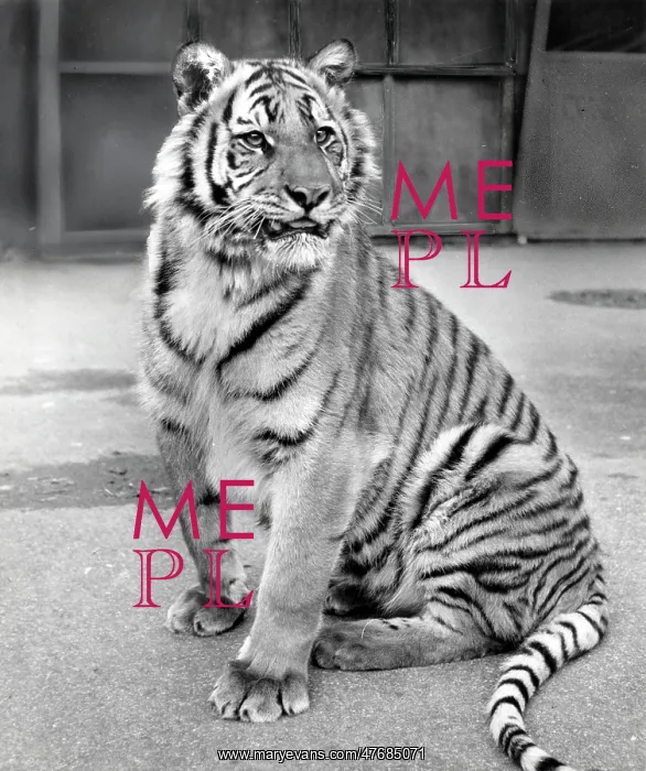 : Kumar the Tiger - fully grown : Kumar the Tiger - fully grown