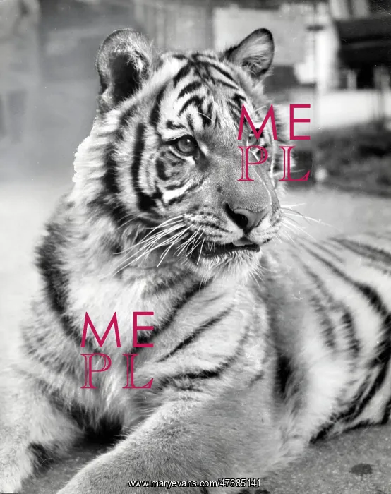 : Kumar the Tiger - fully grown : Kumar the Tiger - fully grown