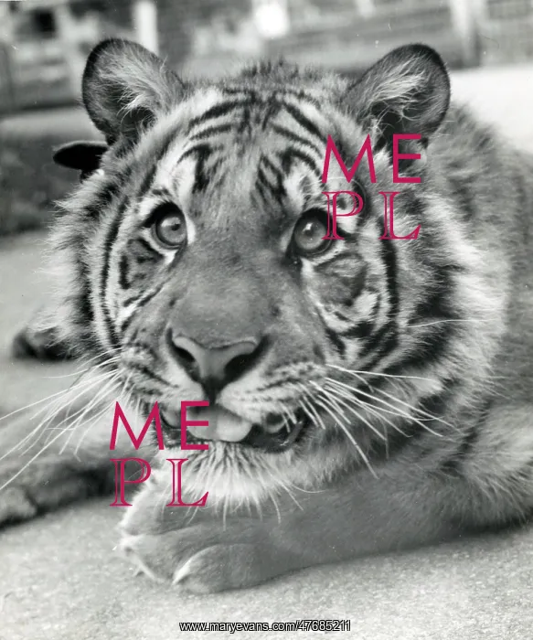 : Kumar the Tiger - fully grown : Kumar the Tiger - fully grown