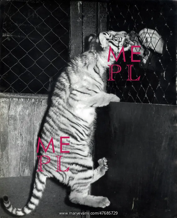 : Kumar the Tiger - getting something tasty to eat : Kumar the Tiger - getting something tasty to eat