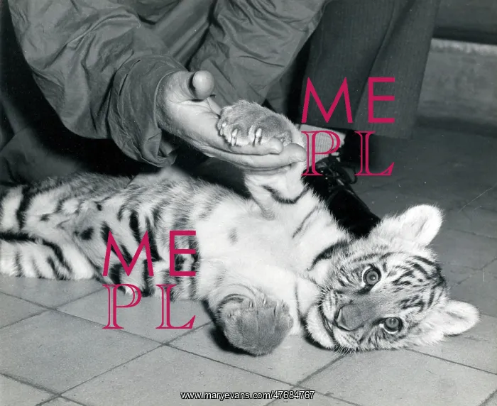 : Kumar the Tiger - with keeper at London Zoo : Kumar the Tiger - with keeper at London Zoo