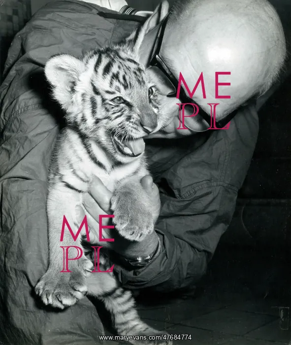 : Kumar the Tiger - with keeper at London Zoo : Kumar the Tiger - with keeper at London Zoo