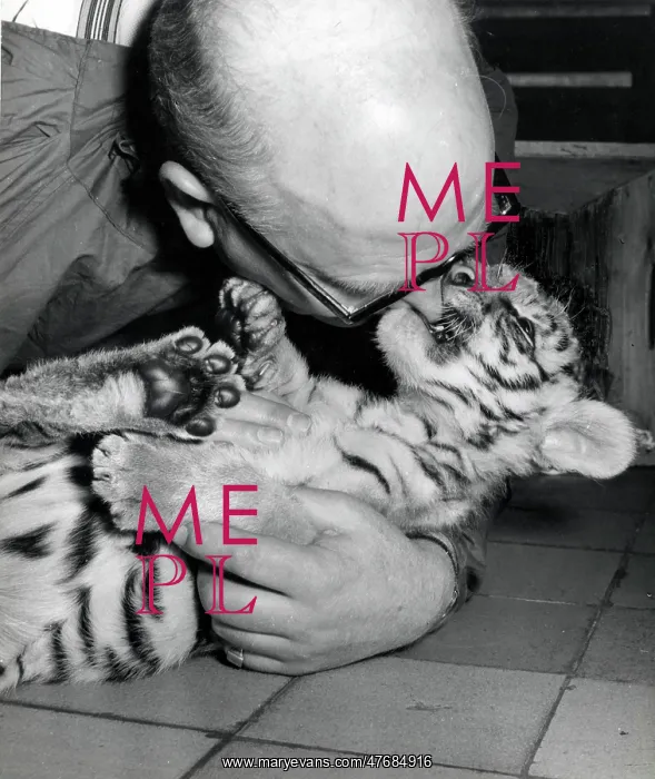  : Kumar the Tiger - with keeper at London Zoo