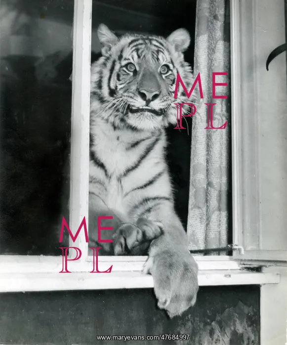 : Kumar the Tiger - looking out of a window : Kumar the Tiger - looking out of a window