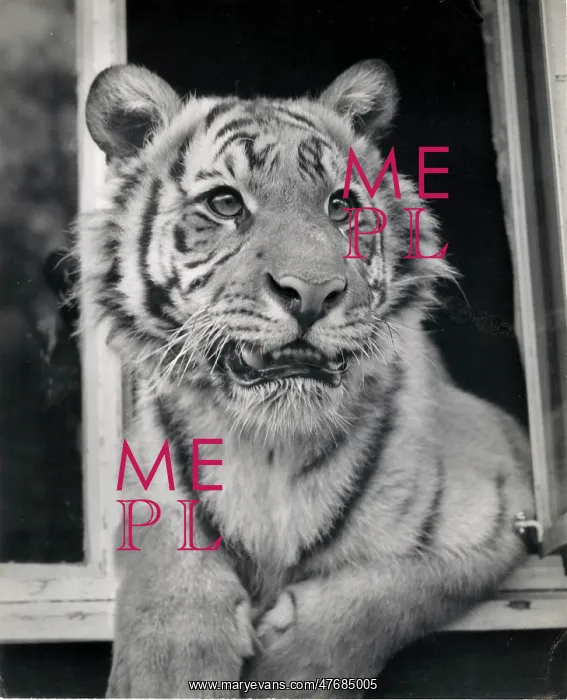 : Kumar the Tiger - looking out of a window : Kumar the Tiger - looking out of a window