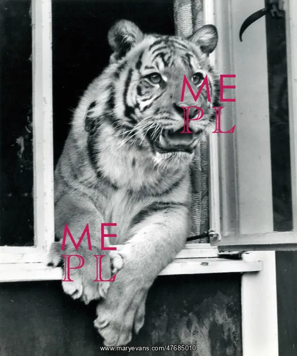 : Kumar the Tiger - looking out of a window : Kumar the Tiger - looking out of a window