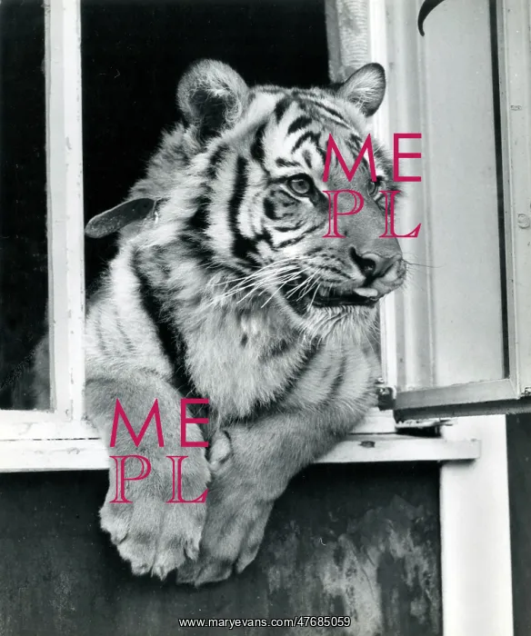 : Kumar the Tiger - looking out of a window : Kumar the Tiger - looking out of a window