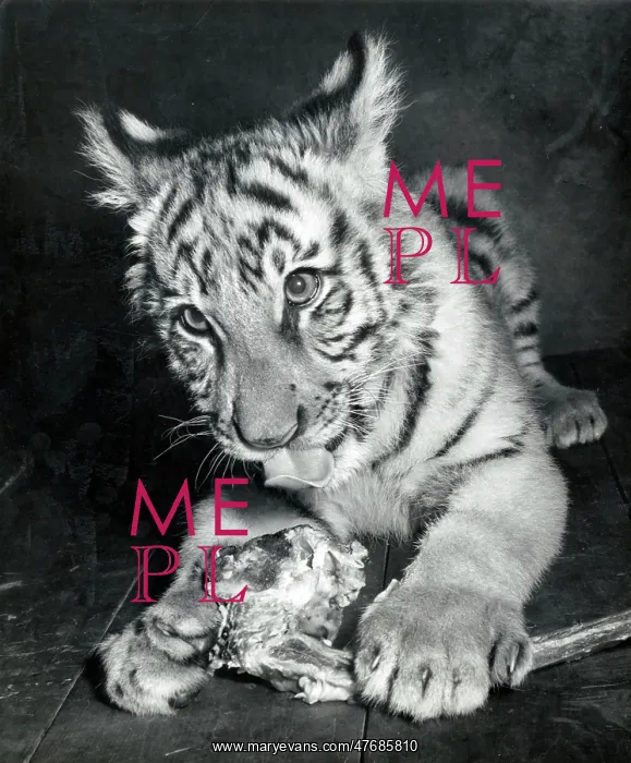 : Kumar the Tiger - at six months old : Kumar the Tiger - at six months old