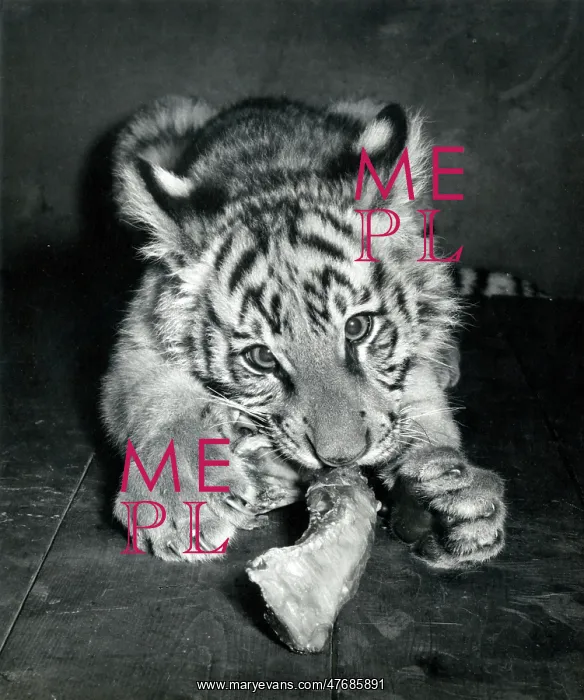 : Kumar the Tiger - at six months old : Kumar the Tiger - at six months old