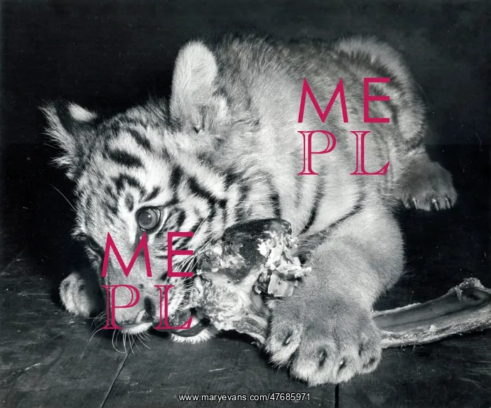 : Kumar the Tiger - at six months old : Kumar the Tiger - at six months old
