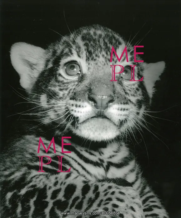  : Kumar the Tiger - portrait at three months old