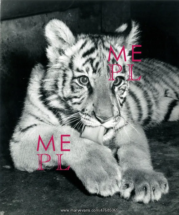 : Kumar the Tiger - portrait at about six months old : Kumar the Tiger - portrait at about six months old