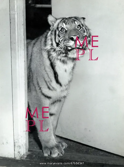  : Kumar the Tiger - at Southampton Zoo