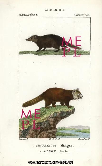 : Kusimanse, Crossarchus obscurus, and red panda : Kusimanse, Crossarchus obscurus, and red panda