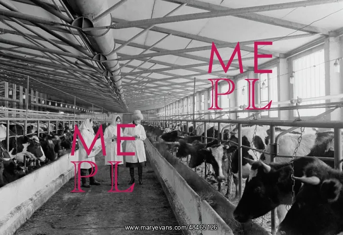 : Kuzyaevskiy dairy complex : Kuzyaevskiy dairy complex