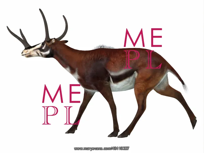 : Kyptoceras on white background : Kyptoceras on white background