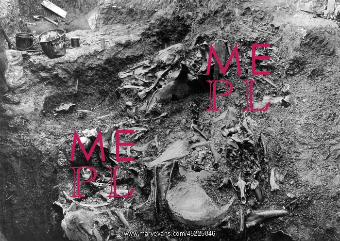 : La Brea Tar Pit. Close-up of mass of bones ? : La Brea Tar Pit. Close-up of mass of bones ?