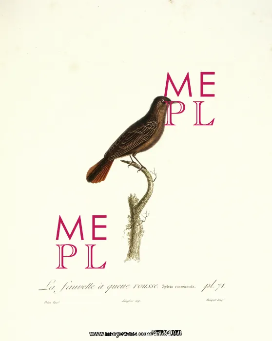 : La fauvette a queue rousse, a red-tailed warbler : La fauvette a queue rousse, a red-tailed warbler