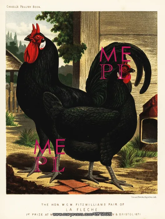 : La Fleche breed of chickens : La Fleche breed of chickens
