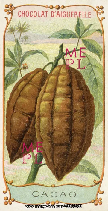 : Label design for Chocolat d'Aiguebelle, with cocoa pods : Label design for Chocolat d'Aiguebelle, with cocoa pods